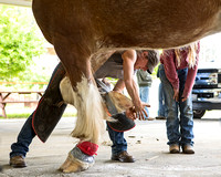 Northern California Classic Western States Ferrier's Association Draft Horse Shoeing (EDITED)
